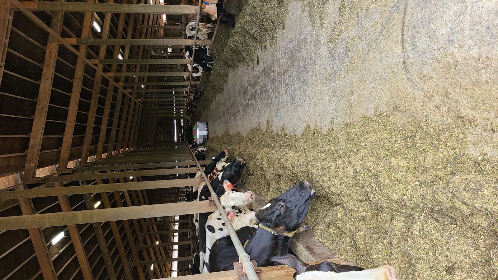 Dairy barn work Crystal Creek supports in the Willamette Valley